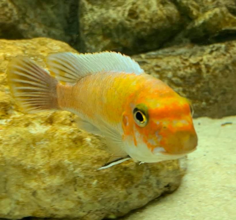 Labeotropheus trewavasae 'Ndumbi Point'